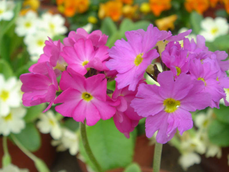 Primula denticulata photo